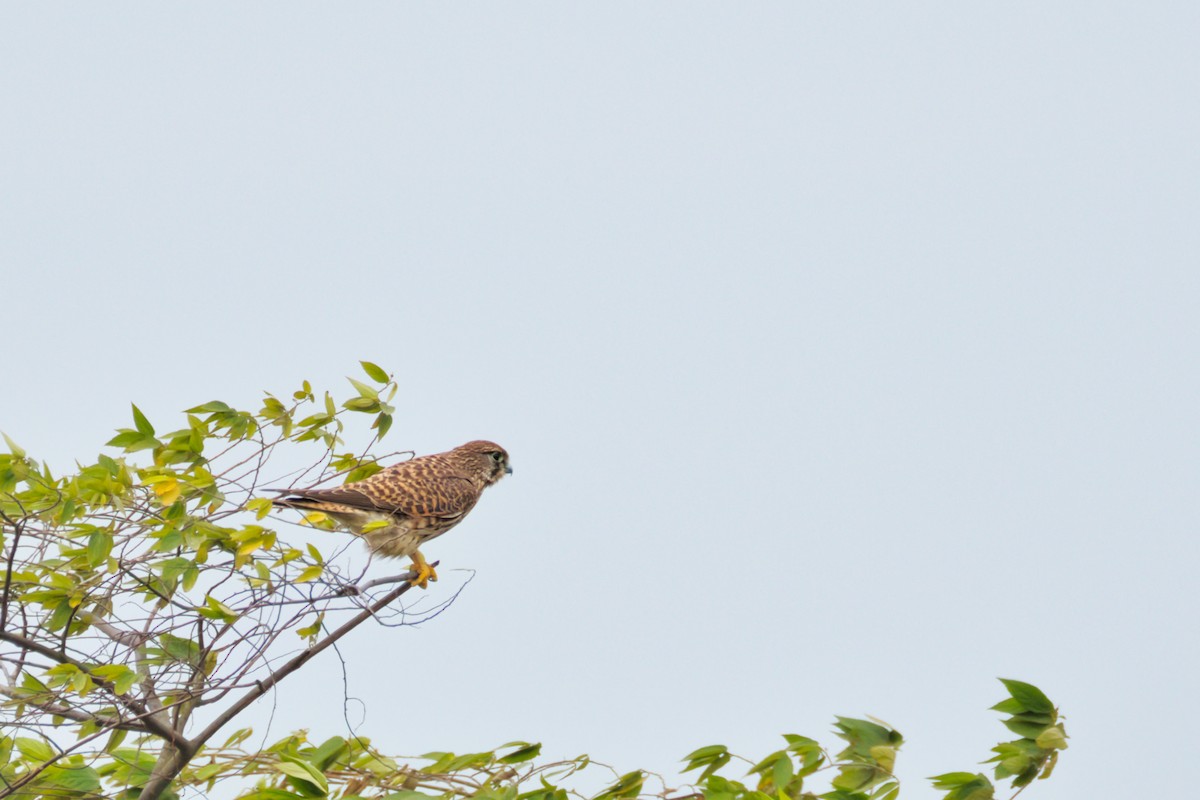 Eurasian Kestrel - ML646908172