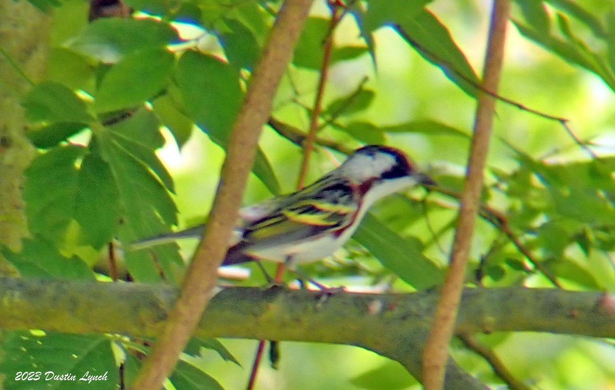 brunsideparula - ML646908173
