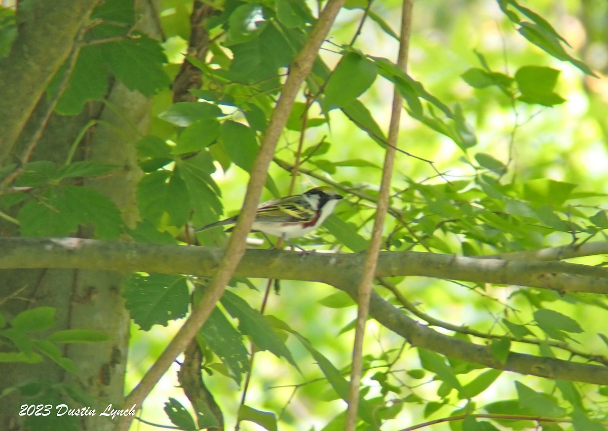 brunsideparula - ML646908174