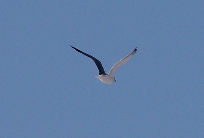 Great Black-backed Gull - ML646908175