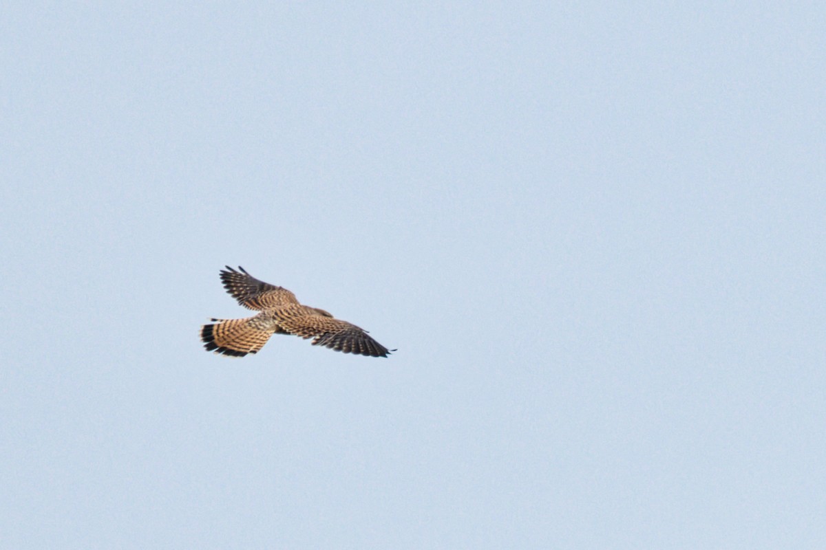 Eurasian Kestrel - ML646908181