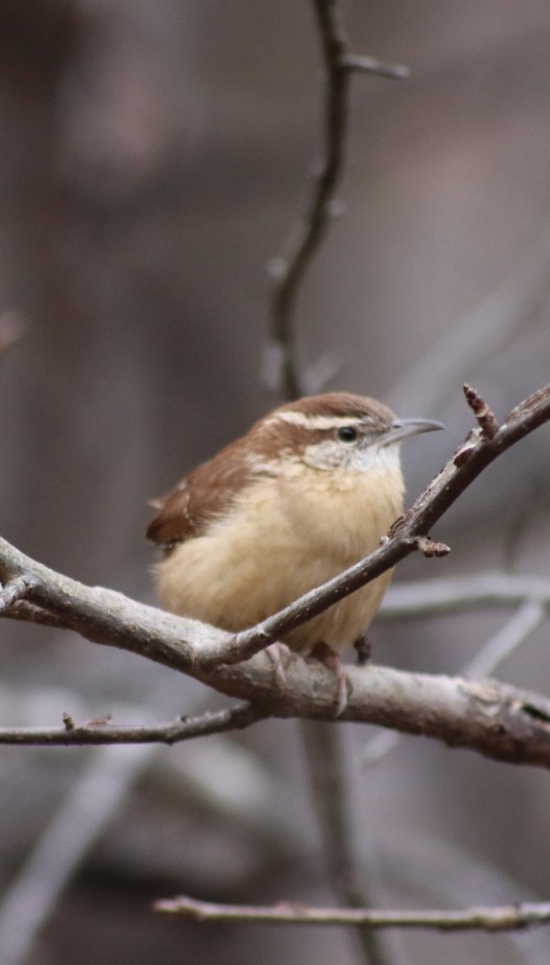 Carolina Wren - ML646908182