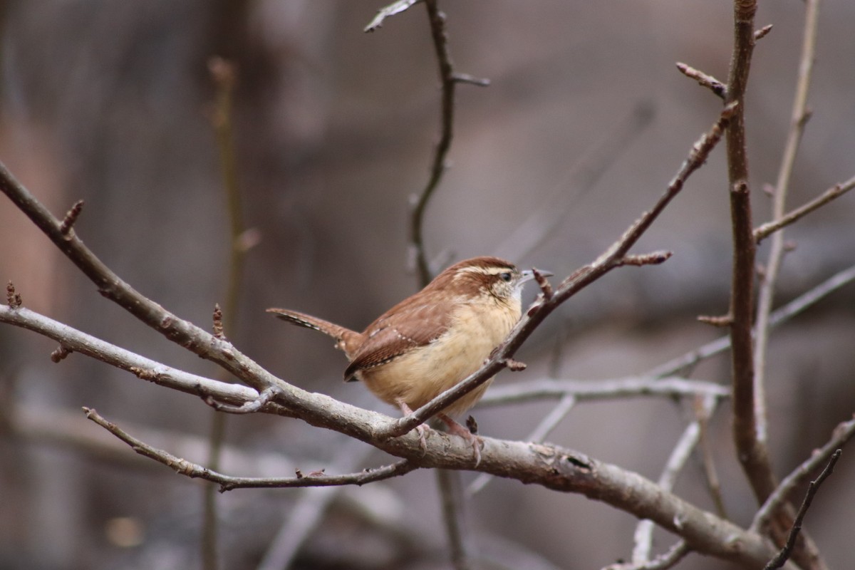 Carolina Wren - ML646908183