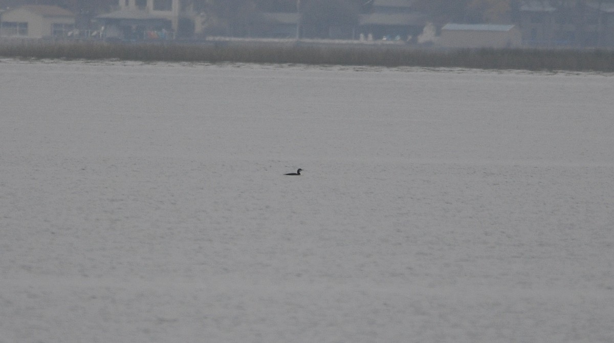 Белошейная гагара - ML646908184