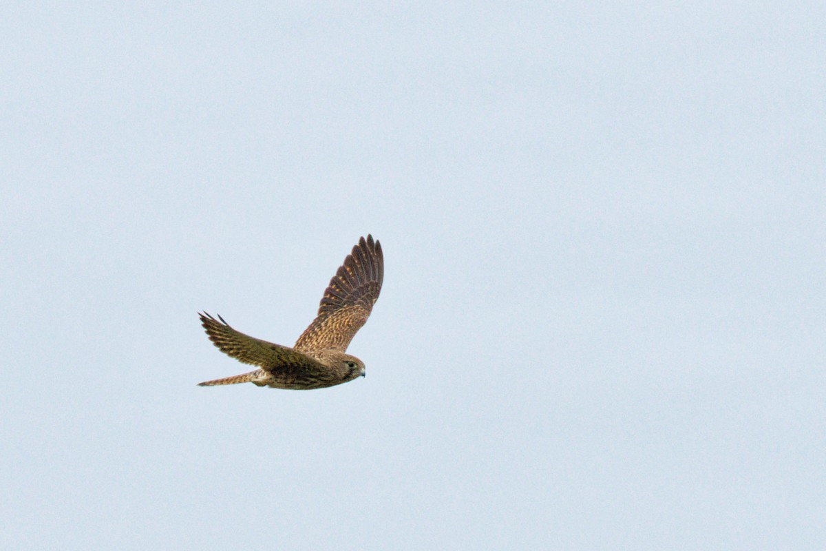 Eurasian Kestrel - ML646908185