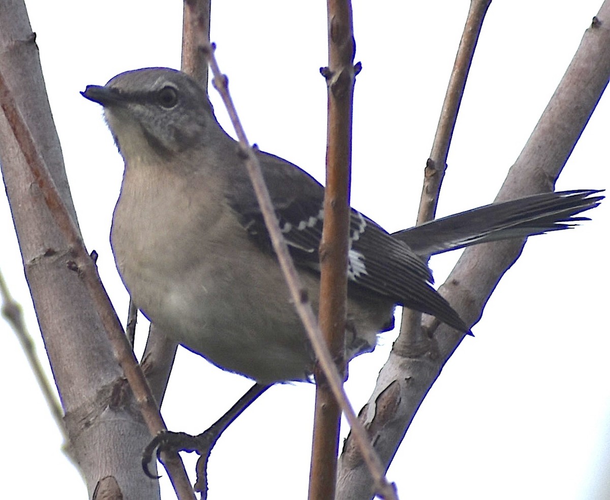 Kuzeyli Taklitçi - ML646908194