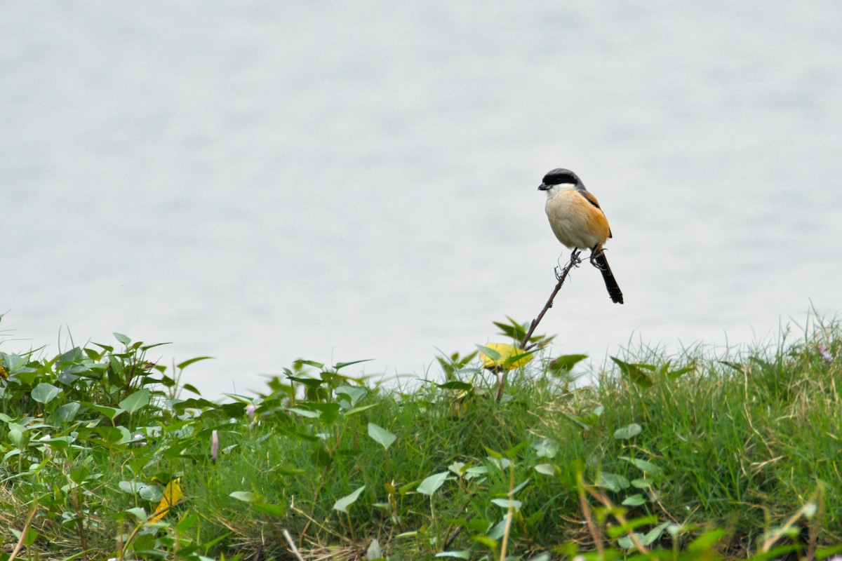 Long-tailed Shrike - ML646908195