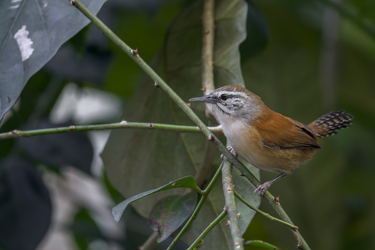 Moustached Wren - ML646908200
