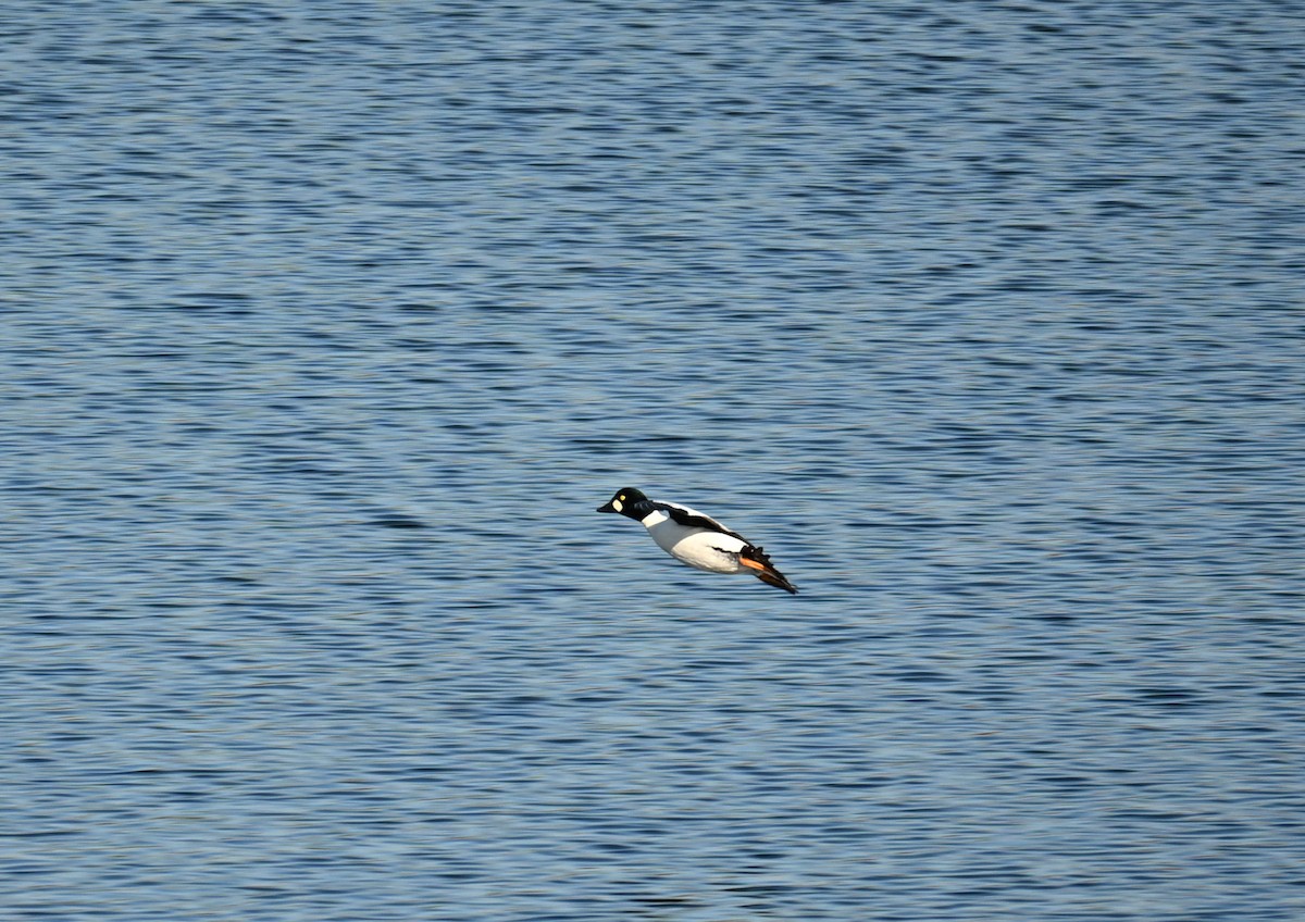 Common Goldeneye - ML646908205