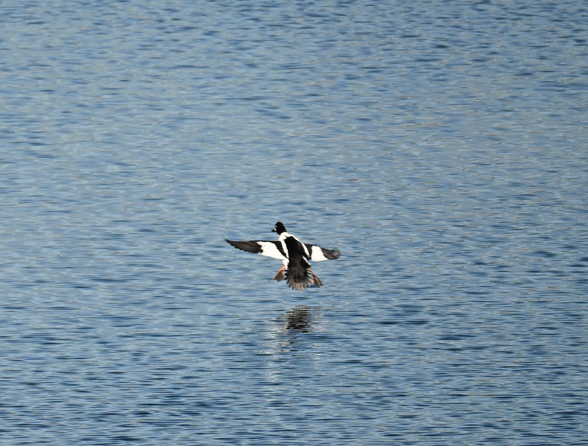 Common Goldeneye - ML646908206
