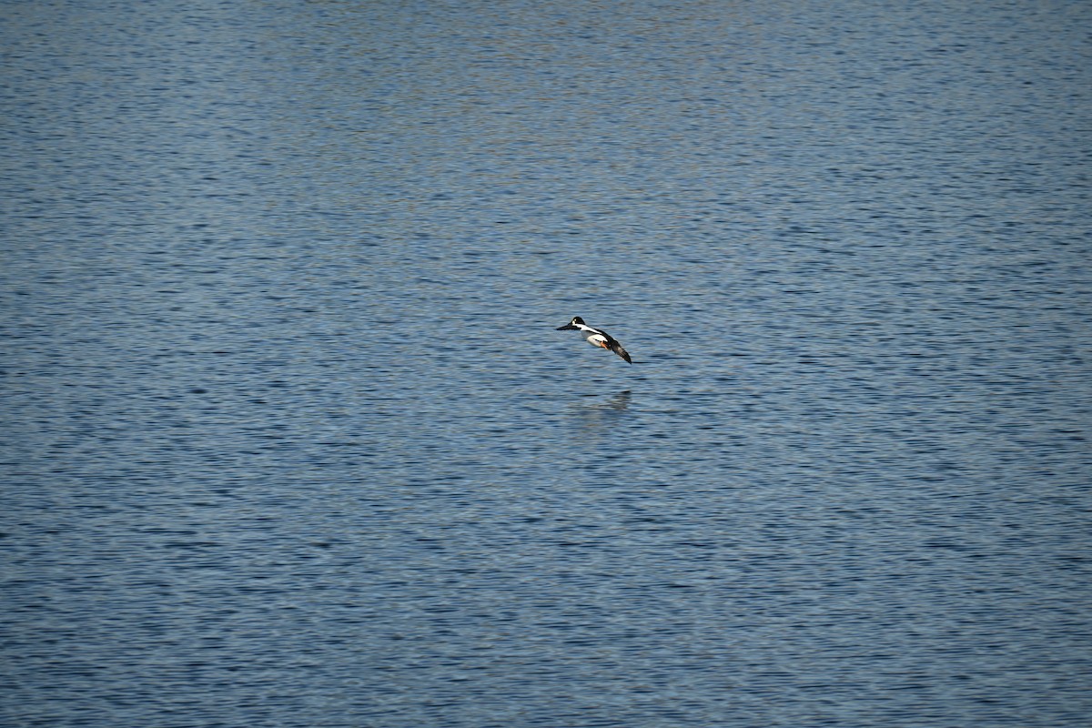 Common Goldeneye - ML646908207