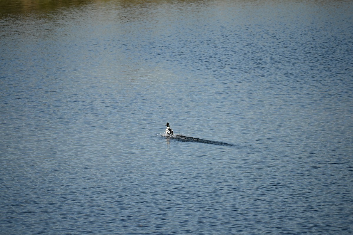 Common Goldeneye - ML646908208