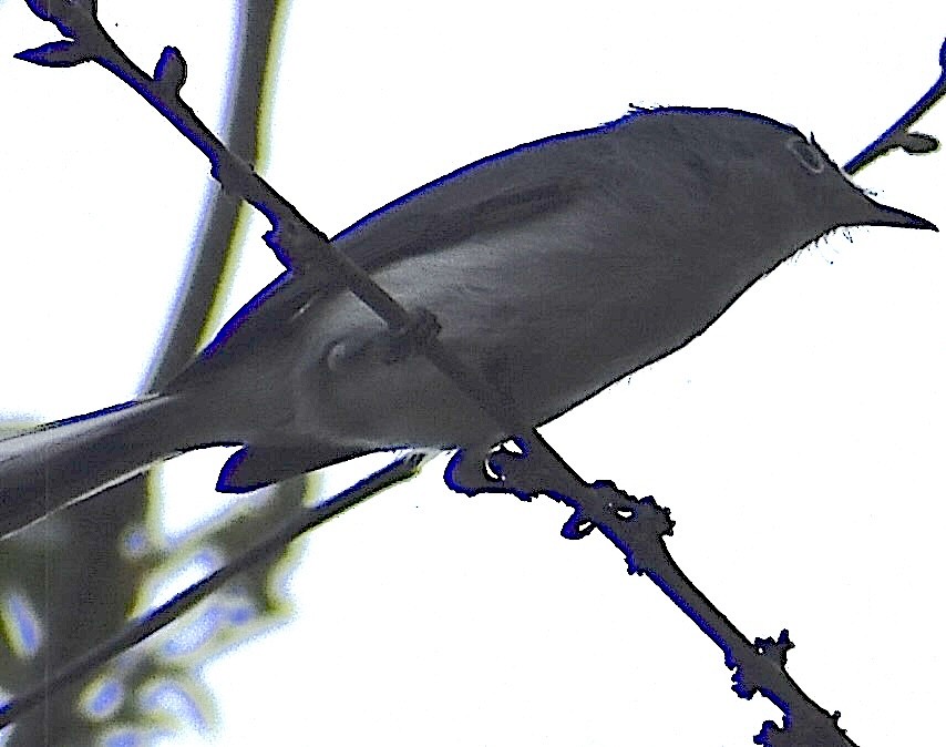 Gökrengi Bitkuşu - ML646908211