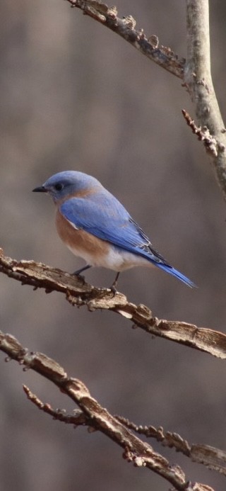 Eastern Bluebird - ML646908229