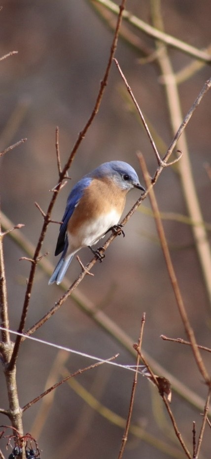 Eastern Bluebird - ML646908230