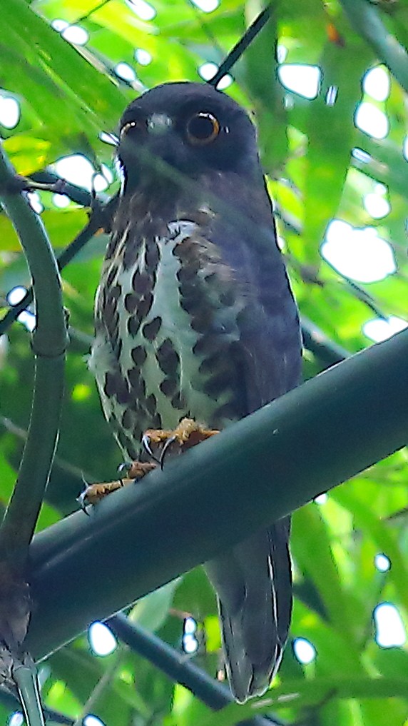 Brown Boobook - ML646908231