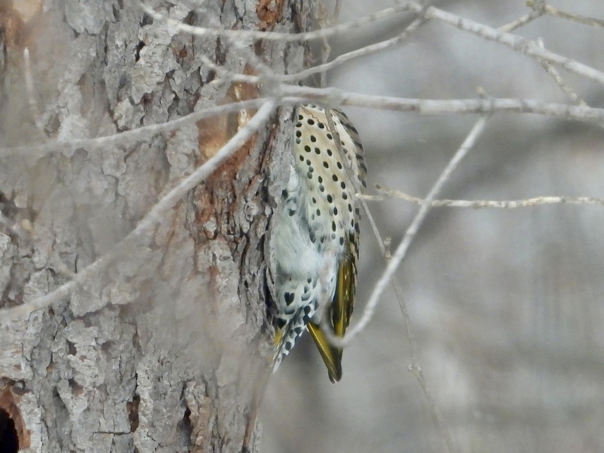 Northern Flicker - ML646908233