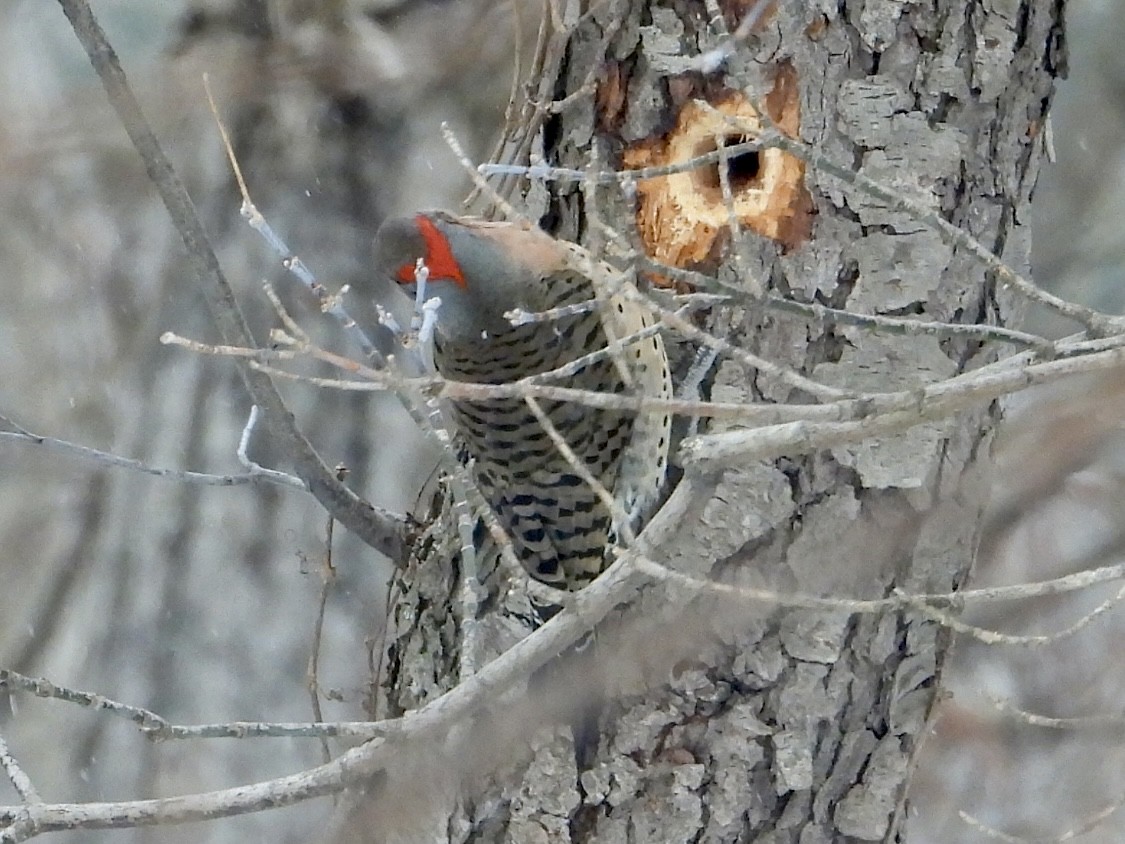 Northern Flicker - ML646908234