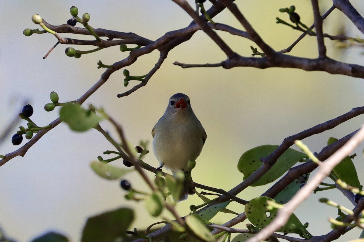 Northern Beardless-Tyrannulet - ML646908235