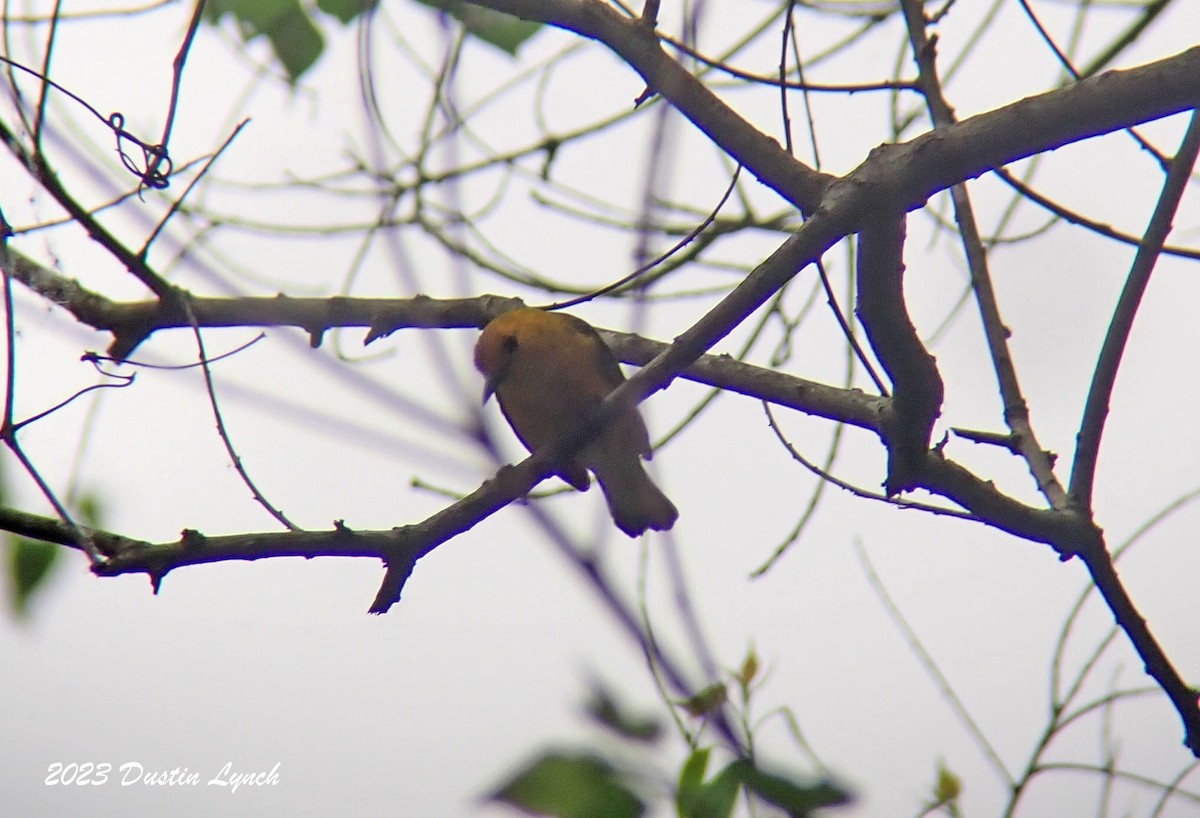 Prothonotary Warbler - ML646908238