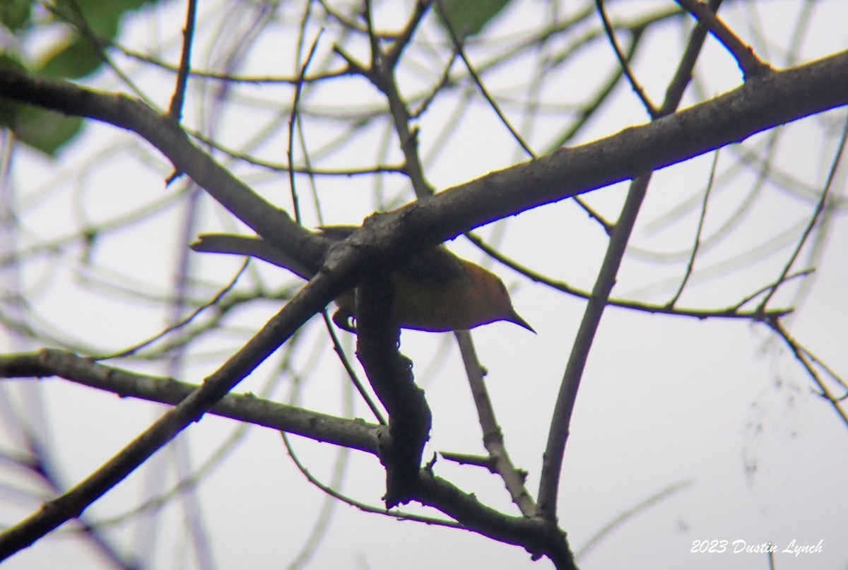 Prothonotary Warbler - ML646908239