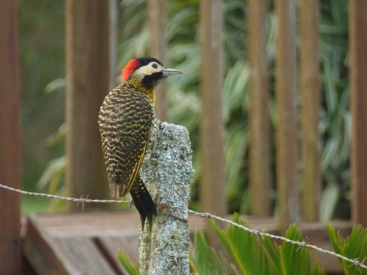 Green-barred Woodpecker - ML646908240