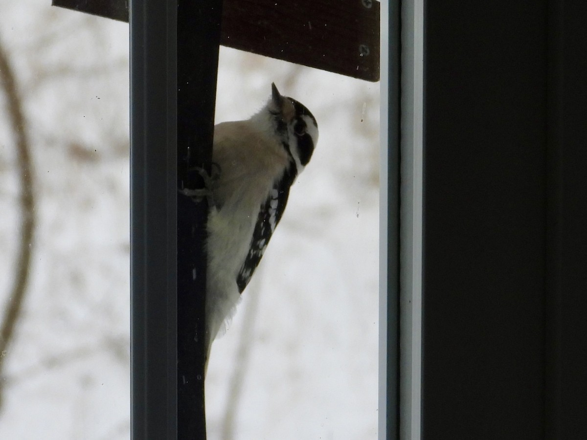 Downy Woodpecker - ML646908242