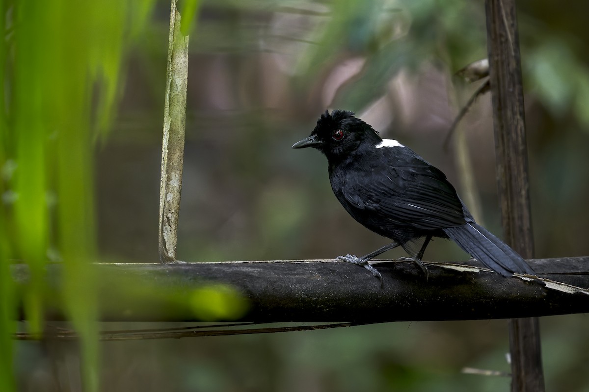 East Amazonian Fire-eye - ML646908244