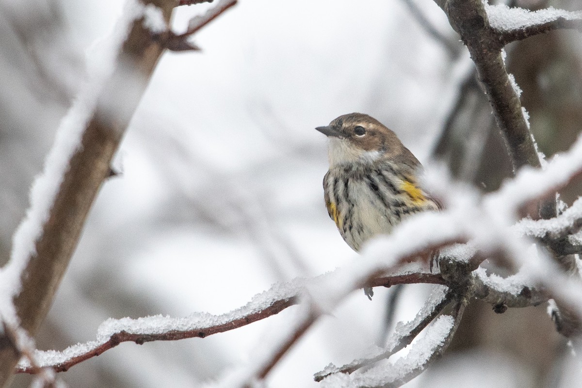 Yellow-rumped Warbler - ML646908246