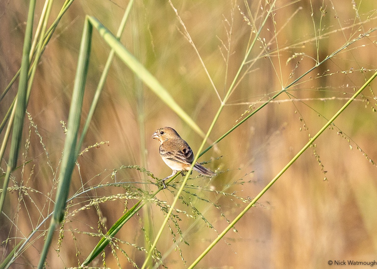 アカハラヒメウソ - ML646908247