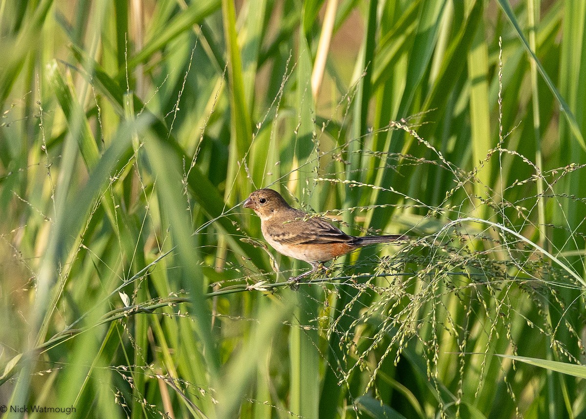 アカハラヒメウソ - ML646908248