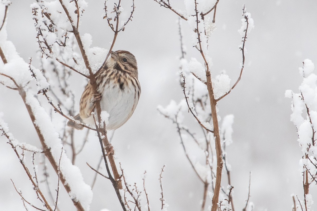 Song Sparrow - ML646908266