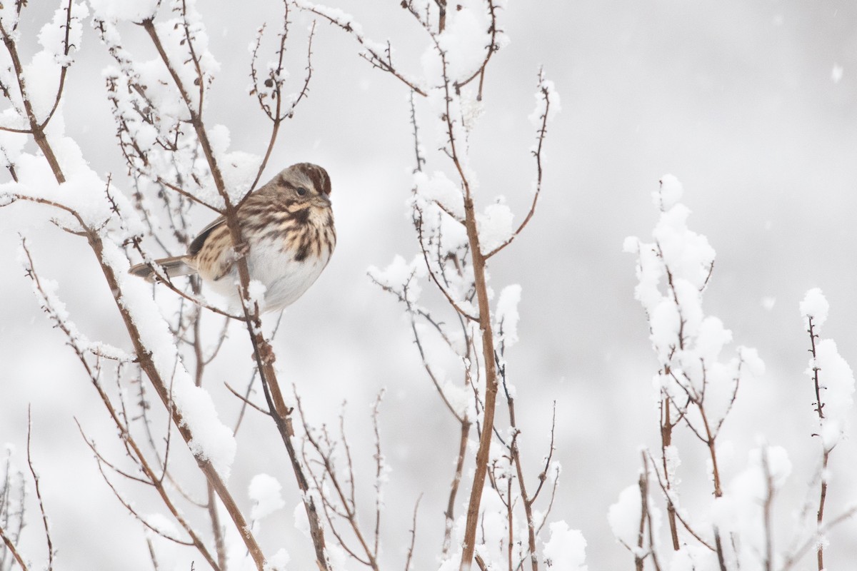 Song Sparrow - ML646908267