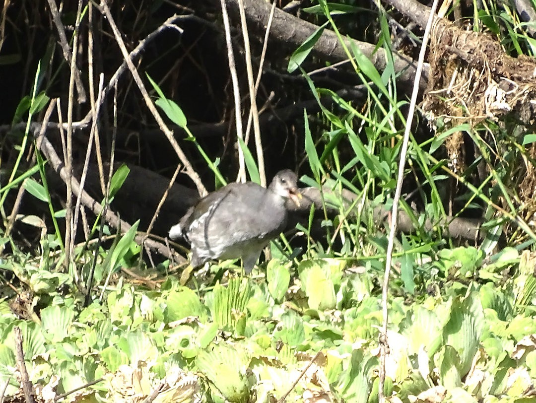 Gallinule d'Amérique - ML646908268