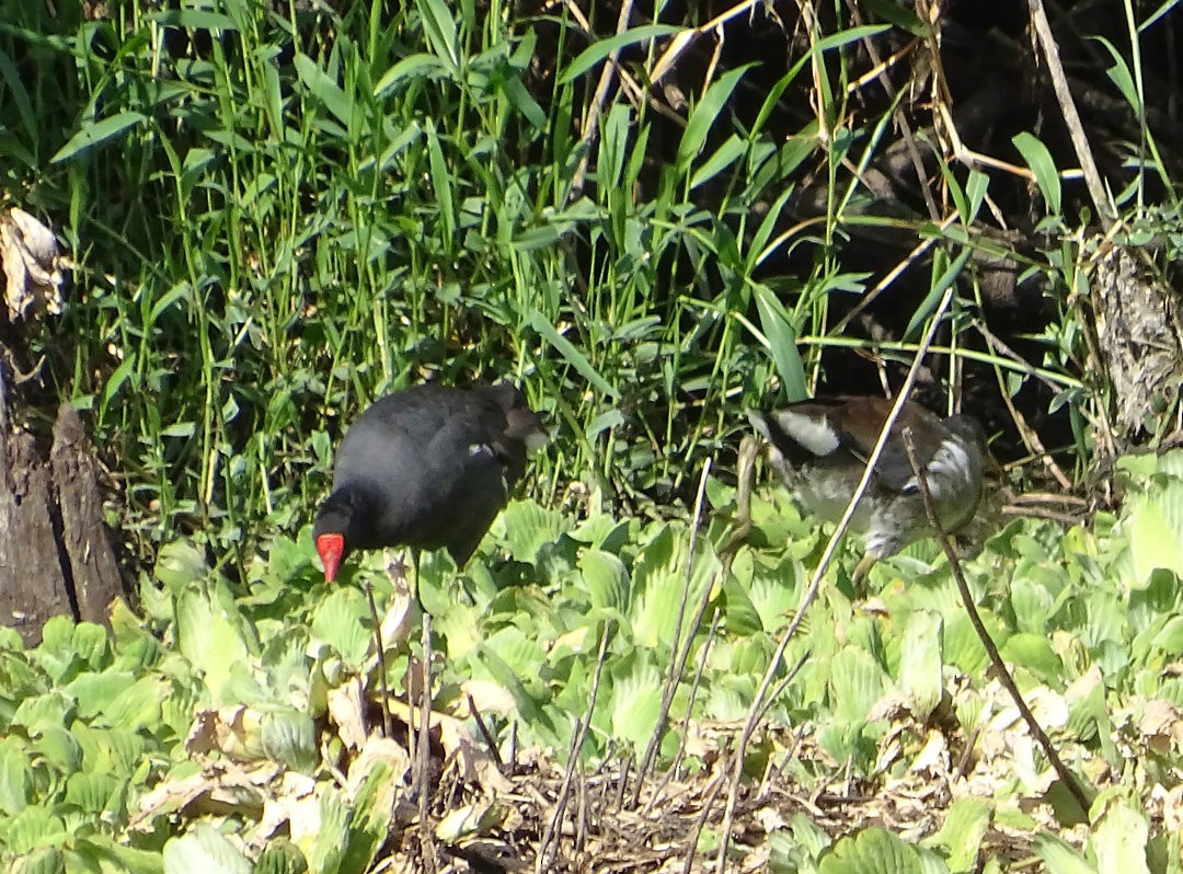 Gallinule d'Amérique - ML646908269