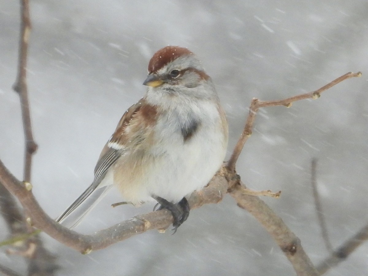 American Tree Sparrow - ML646908271