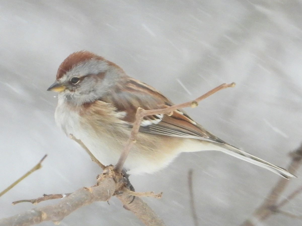 American Tree Sparrow - ML646908272