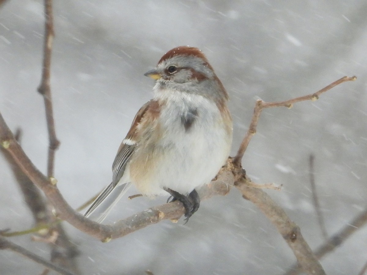 American Tree Sparrow - ML646908273
