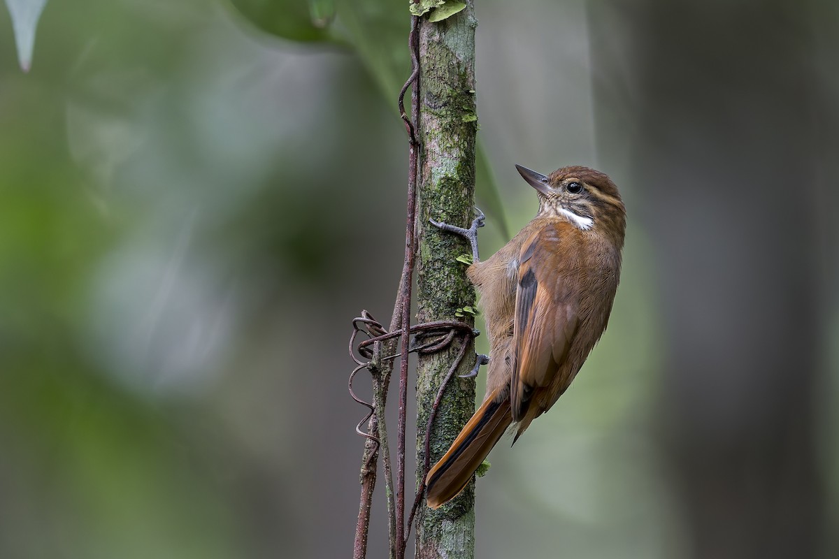 Amazonian Plain-Xenops - ML646908278