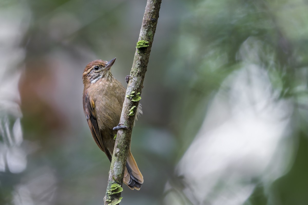 Amazonian Plain-Xenops - ML646908279