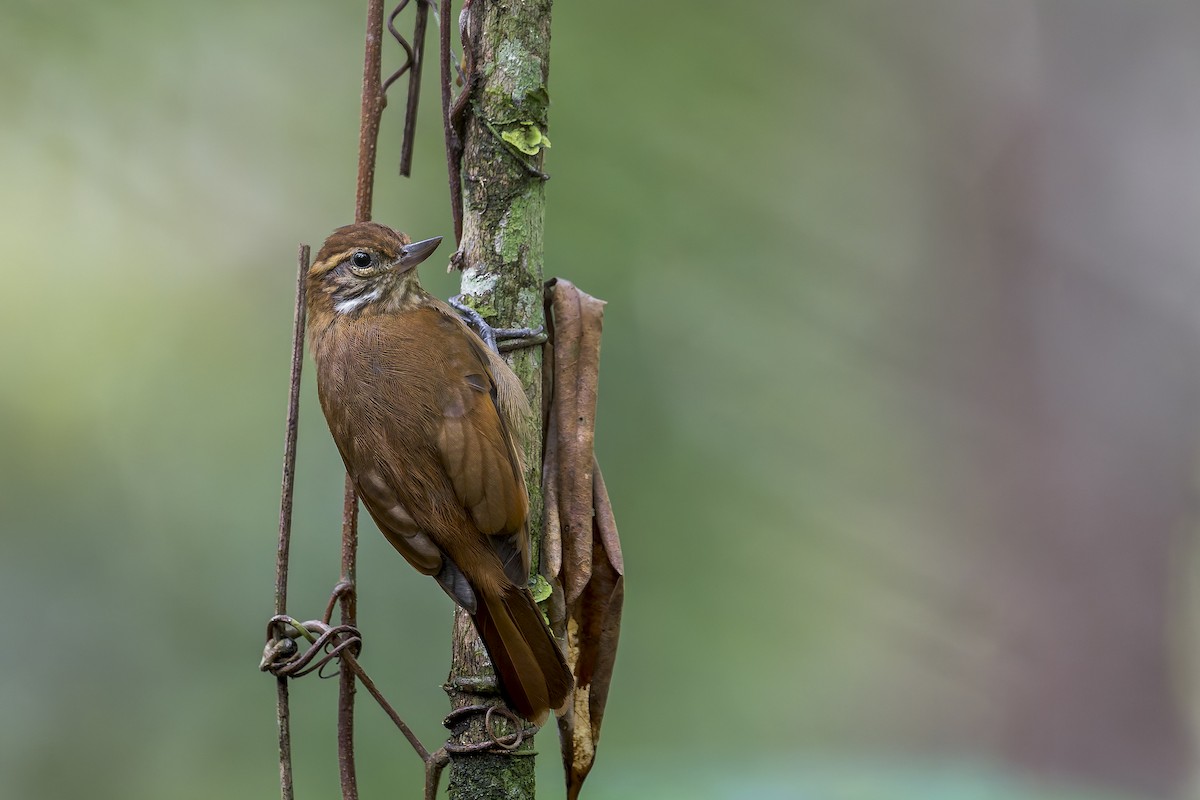 Amazonian Plain-Xenops - ML646908280