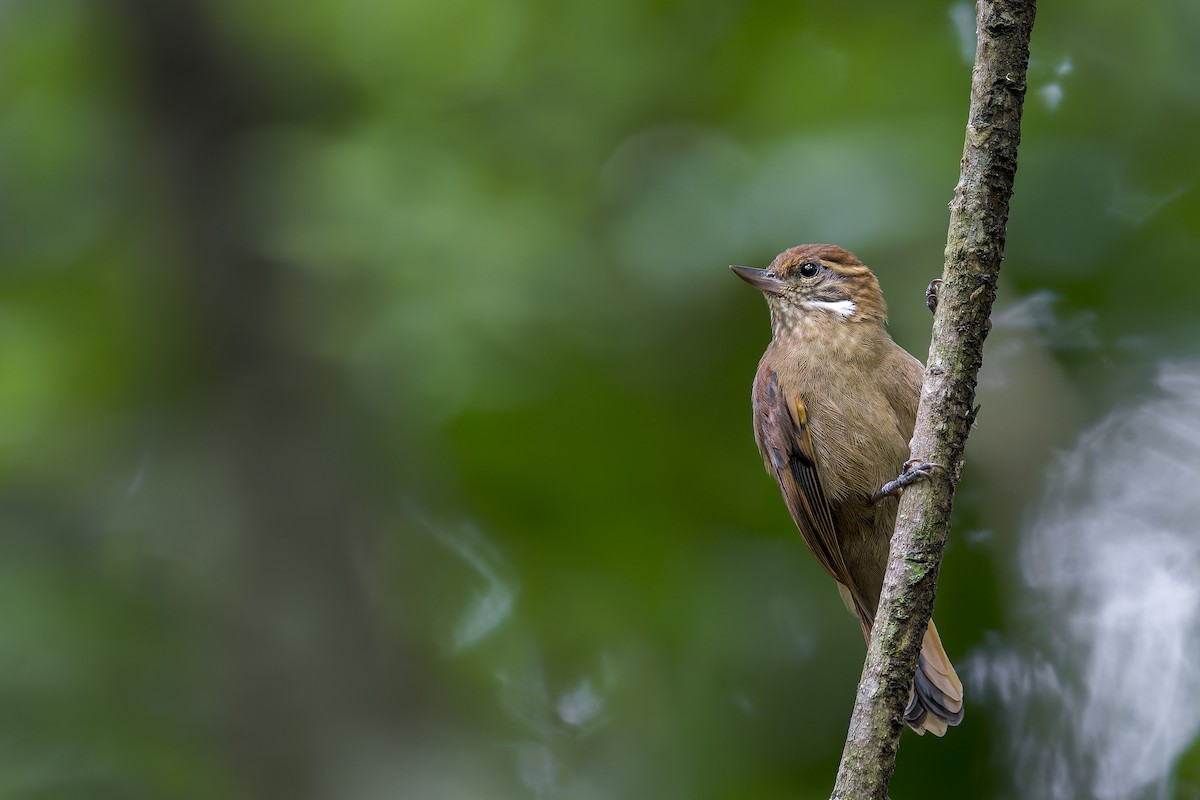 Amazonian Plain-Xenops - ML646908281