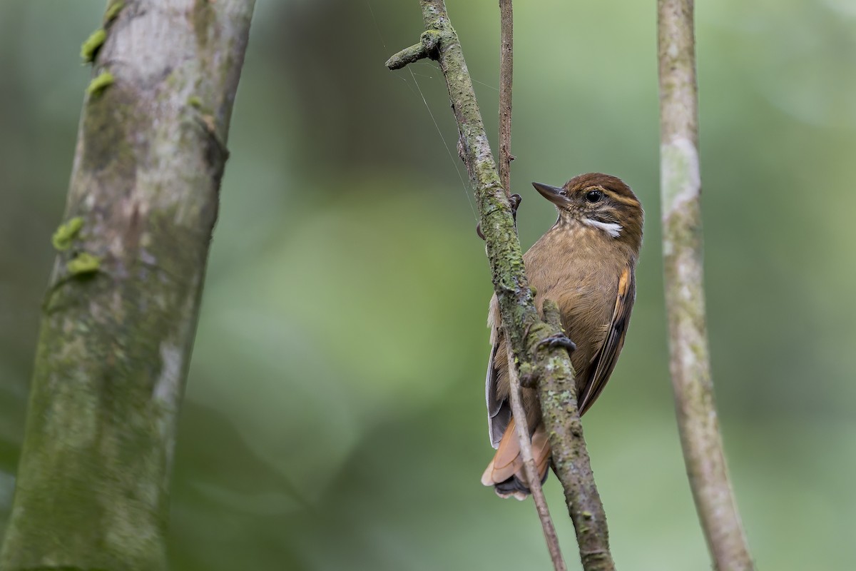 Amazonian Plain-Xenops - ML646908282