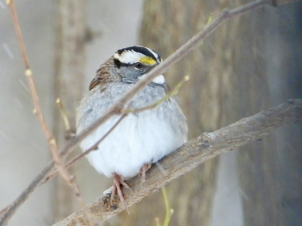 White-throated Sparrow - ML646908285