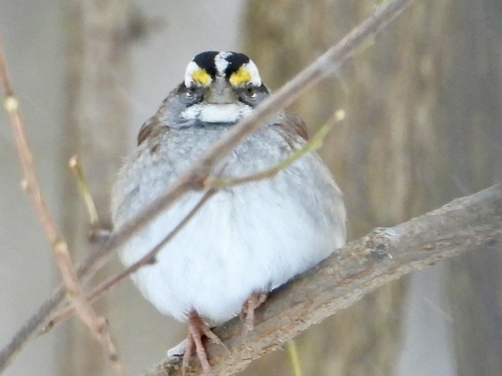 White-throated Sparrow - ML646908286