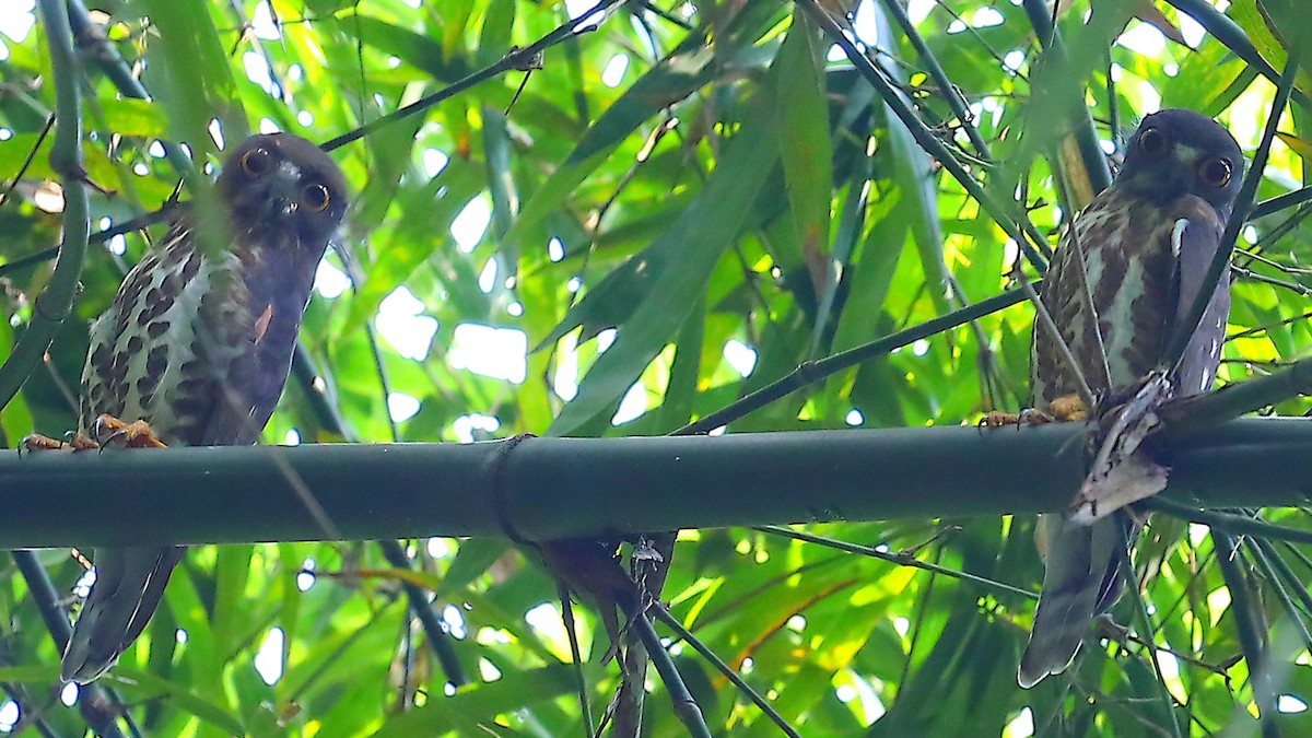 Brown Boobook - ML646908287