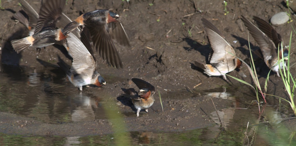 Cliff Swallow - ML646908289
