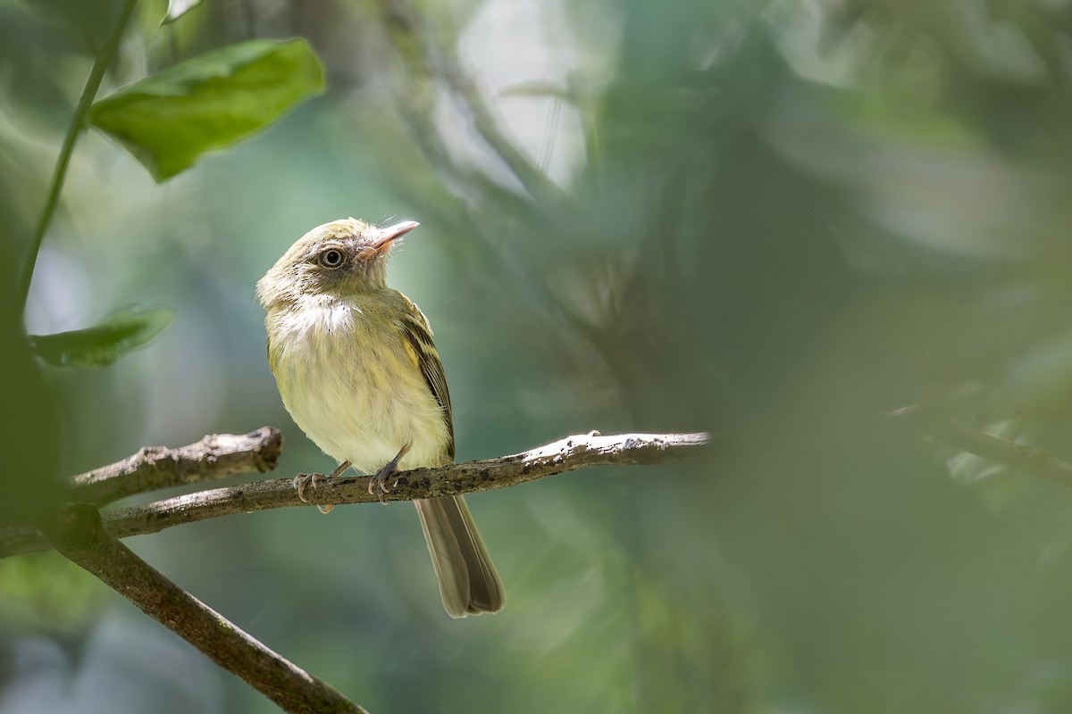White-bellied Tody-Tyrant - ML646908290