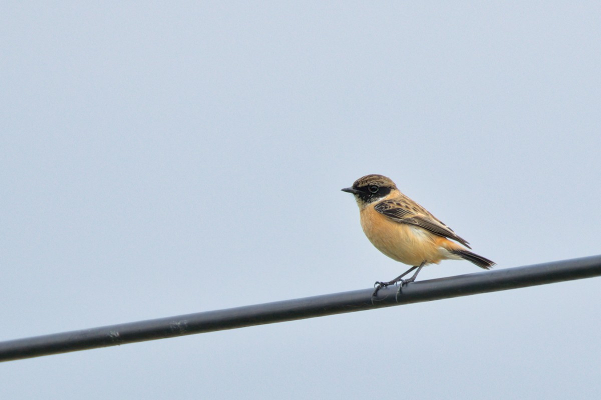Amur Stonechat - ML646908296
