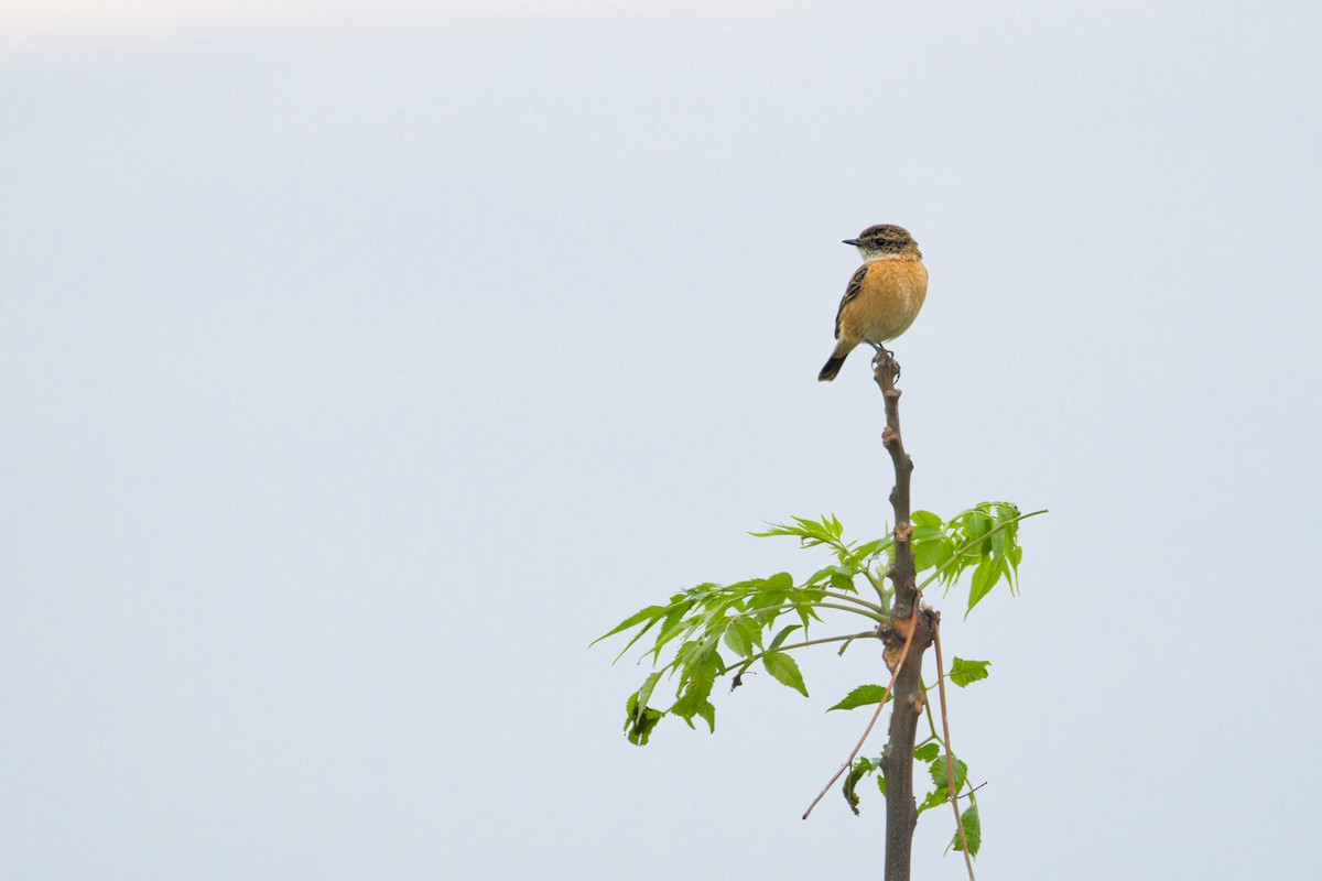 Amur Stonechat - ML646908297